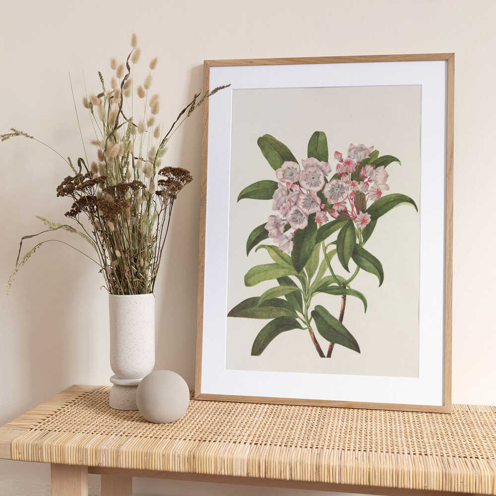 Mountain Laurel From North American Wildflowers (1925) By Mary Vaux Walcott - Art Print by Mary Vaux Walcott