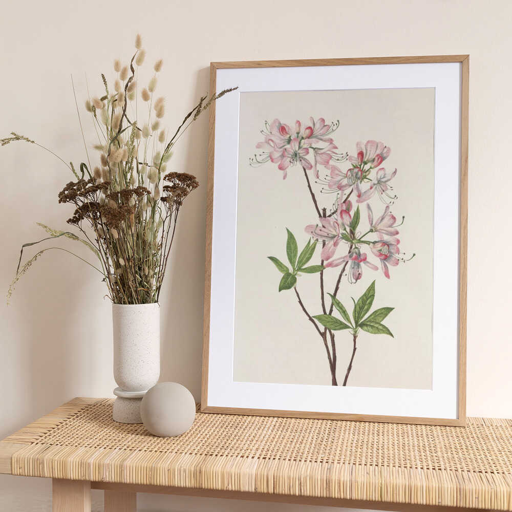 Pinkshell Azalea From North American Wildflowers (1925) By Mary Vaux Walcott - Art Print by Mary Vaux Walcott
