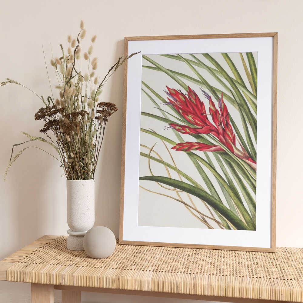 Quill Leaf Tillandsia From North American Wildflowers (1925) By Mary Vaux Walcott - Art Print by Mary Vaux Walcott
