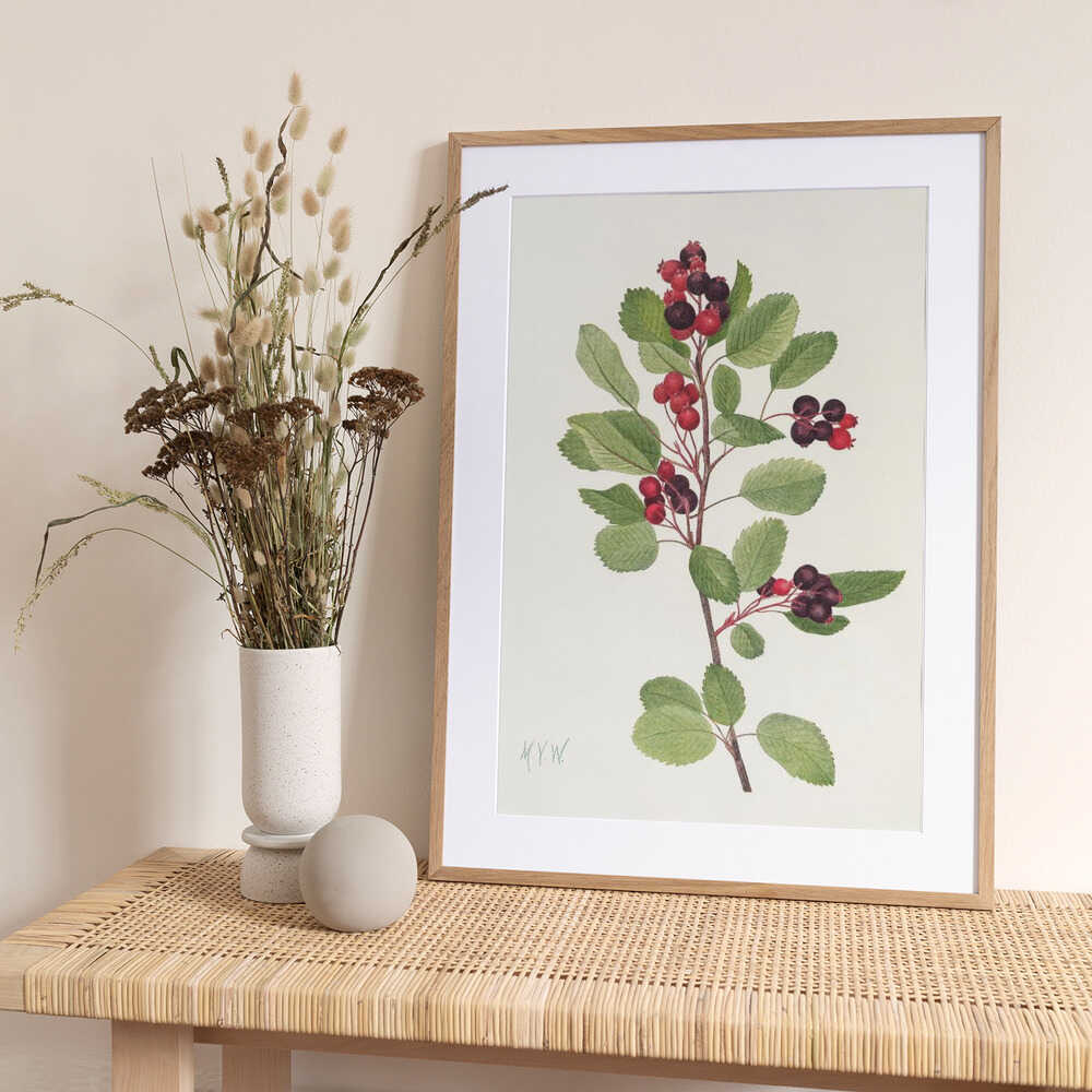 Saskatoon From North American Wildflowers (1925) By Mary Vaux Walcott - Art Print by Mary Vaux Walcott