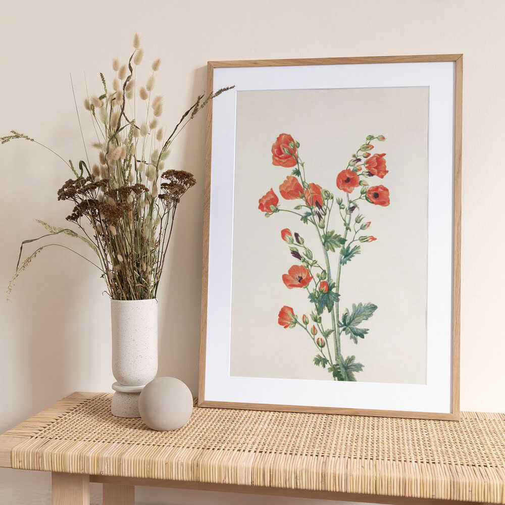 Scarlet Globe Mallow From North American Wildflowers (1925) By Mary Vaux Walcott - Art Print by Mary Vaux Walcott