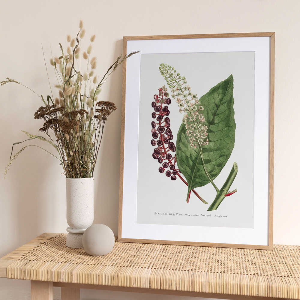 Phytolacca Decandra 1806 Flower Garden Displayed By Francis Sansom - Art Print by Francis Sansom