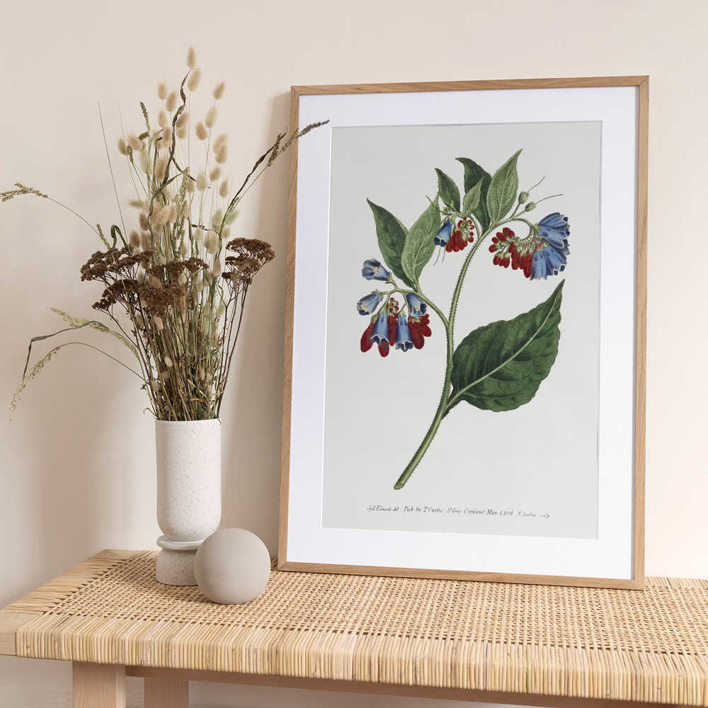 Symphyum Asperrim 1806 Flower Garden Displayed By Francis Sansom - Art Print by Francis Sansom