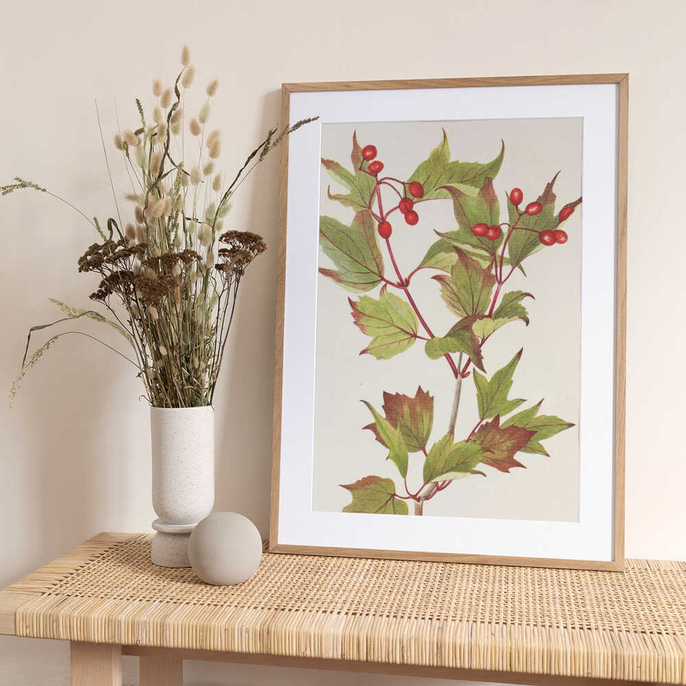 Guelder Rose From North American Wildflowers (1925) By Mary Vaux Walcott. - Art Print by Mary Vaux Walcott