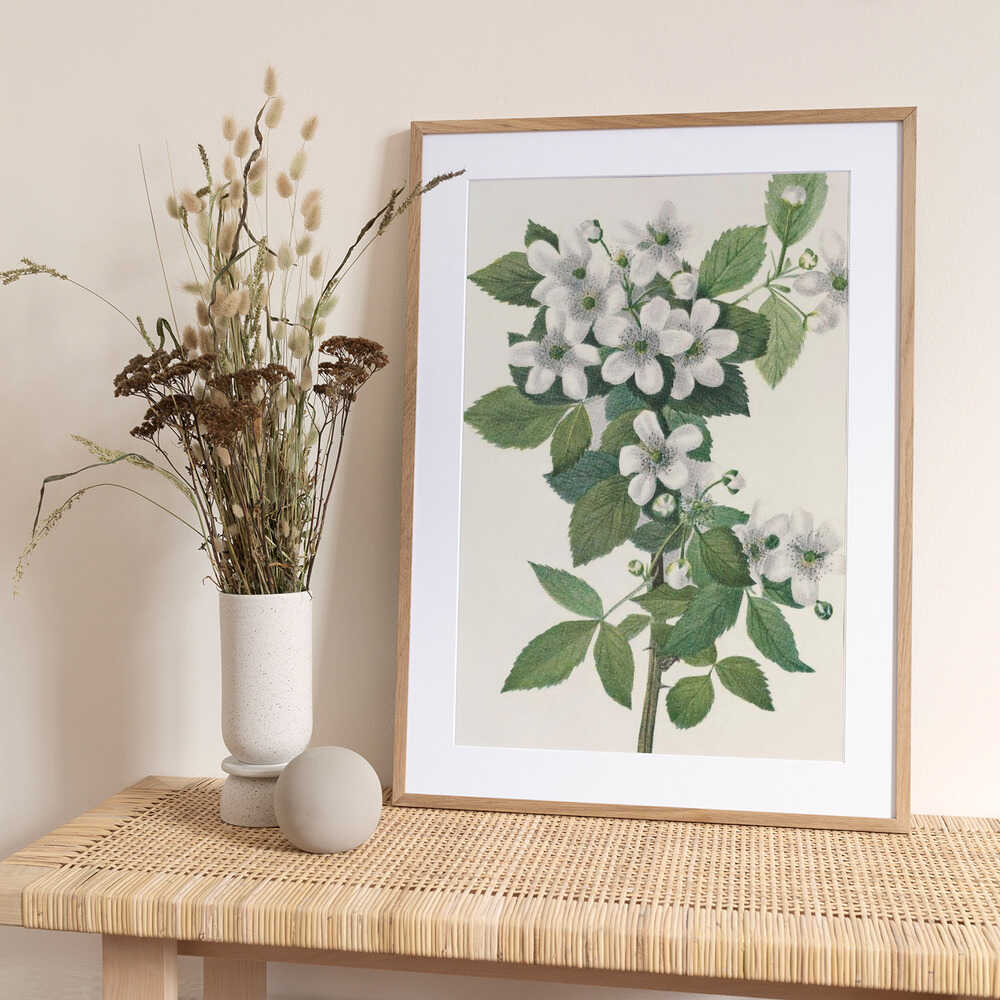 Highbush Blackberry From North American Wildflowers (1925) By Mary Vaux Walcott. - Art Print by Mary Vaux Walcott