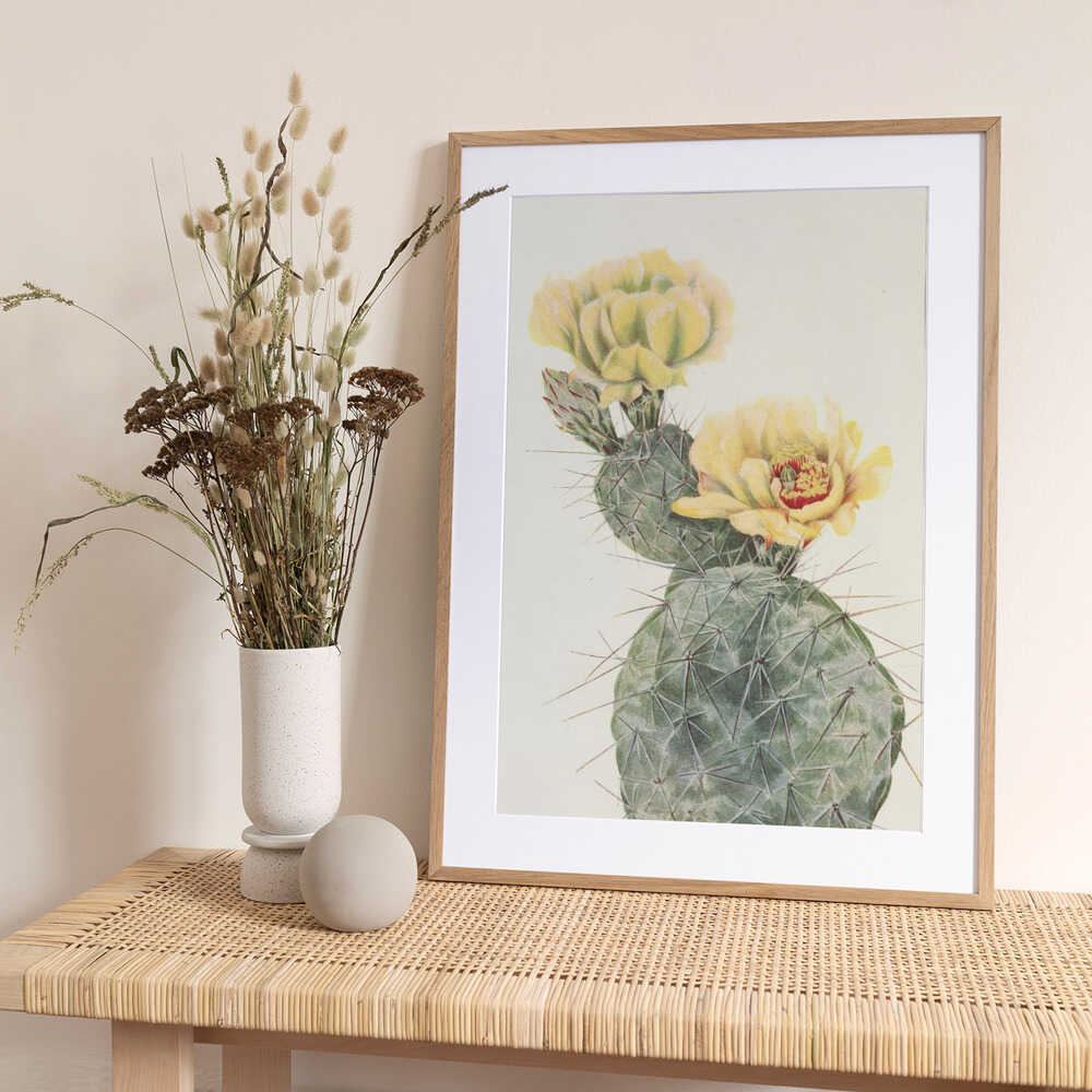 Missouri Prickly Pear From North American Wildflowers (1925) By Mary Vaux Walcott. - Art Print by Mary Vaux Walcott