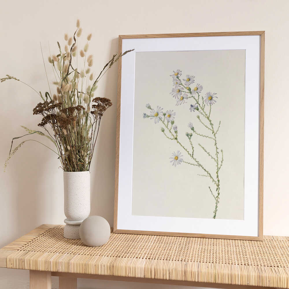 Pineland Aster From North American Wildflowers (1925) By Mary Vaux Walcott. - Art Print by Mary Vaux Walcott