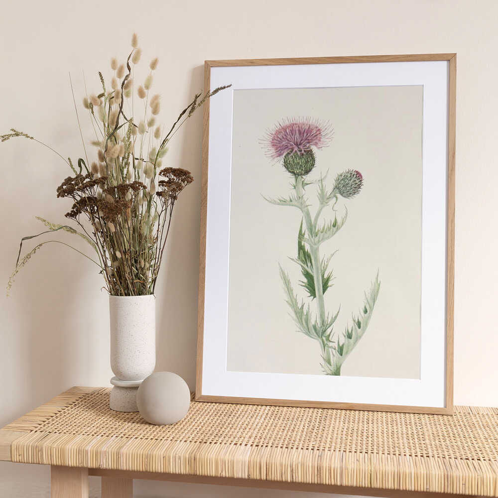 Prairie Thistle From North American Wildflowers (1925) By Mary Vaux Walcott. - Art Print by Mary Vaux Walcott