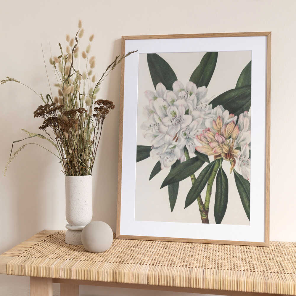 Rosebay Rhododendron From North American Wildflowers (1925) By Mary Vaux Walcott. - Art Print by Mary Vaux Walcott