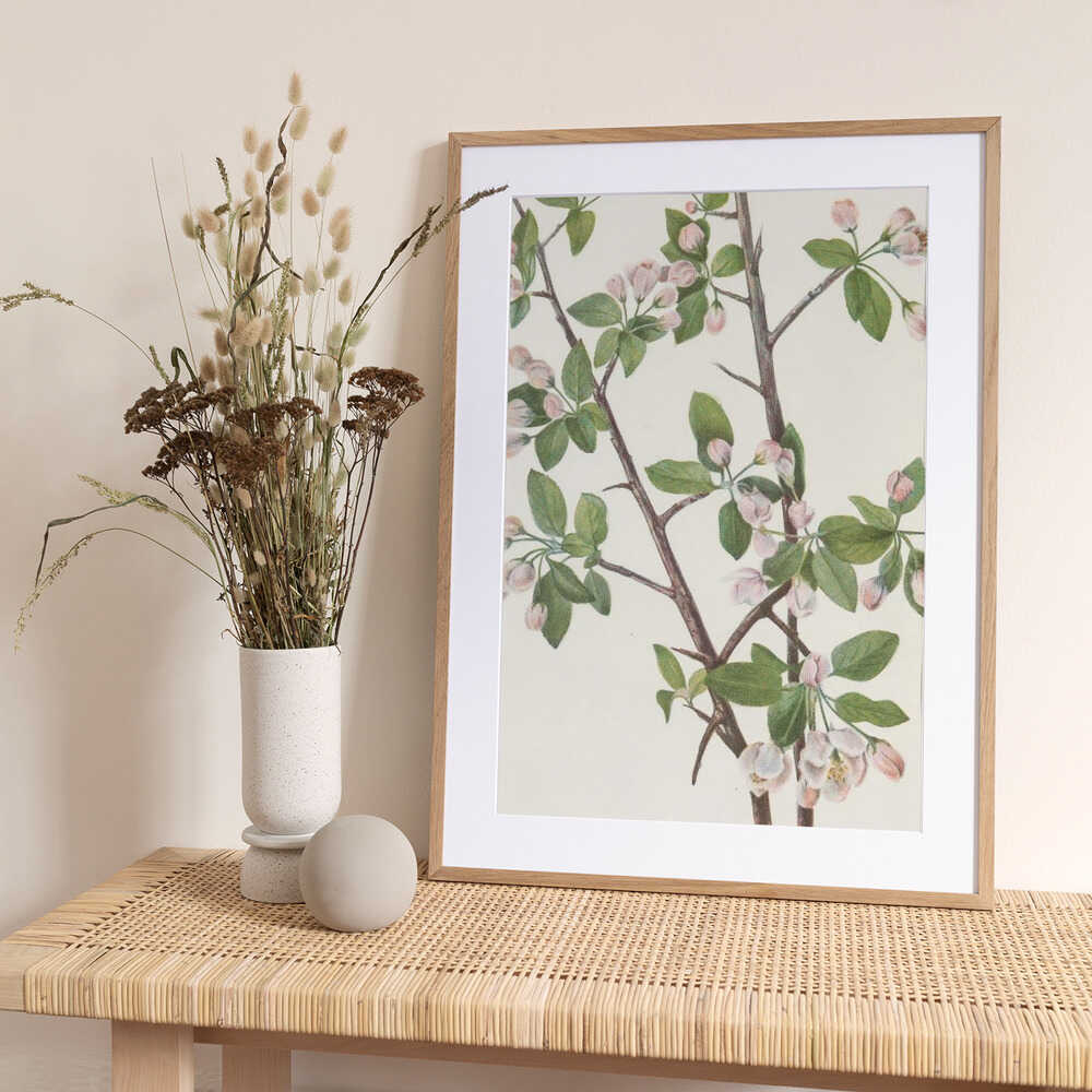 Wild Sweet Crab From North American Wildflowers (1925) By Mary Vaux Walcott. - Art Print by Mary Vaux Walcott