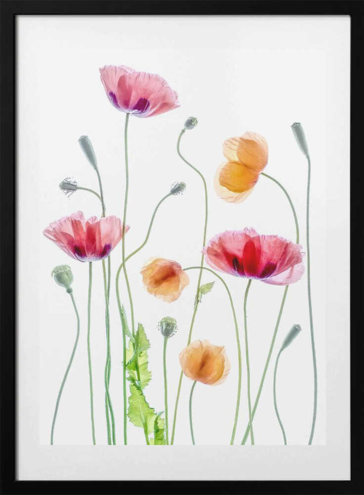 Poppies - Art Print by Mandy Disher