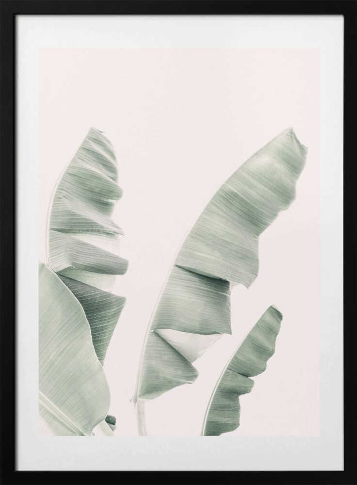 Blush Banana Leaves - Art Print by Kathrin Pienaar