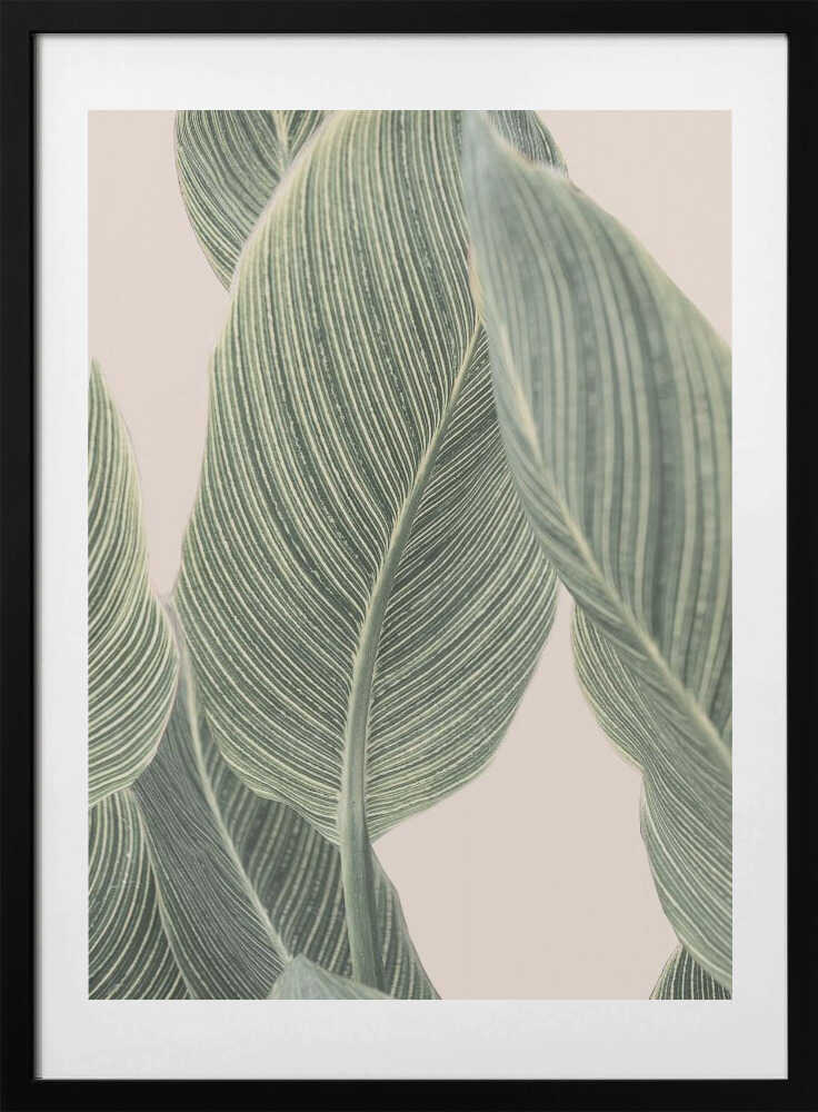 Calla Leaf - Art Print by Kathrin Pienaar