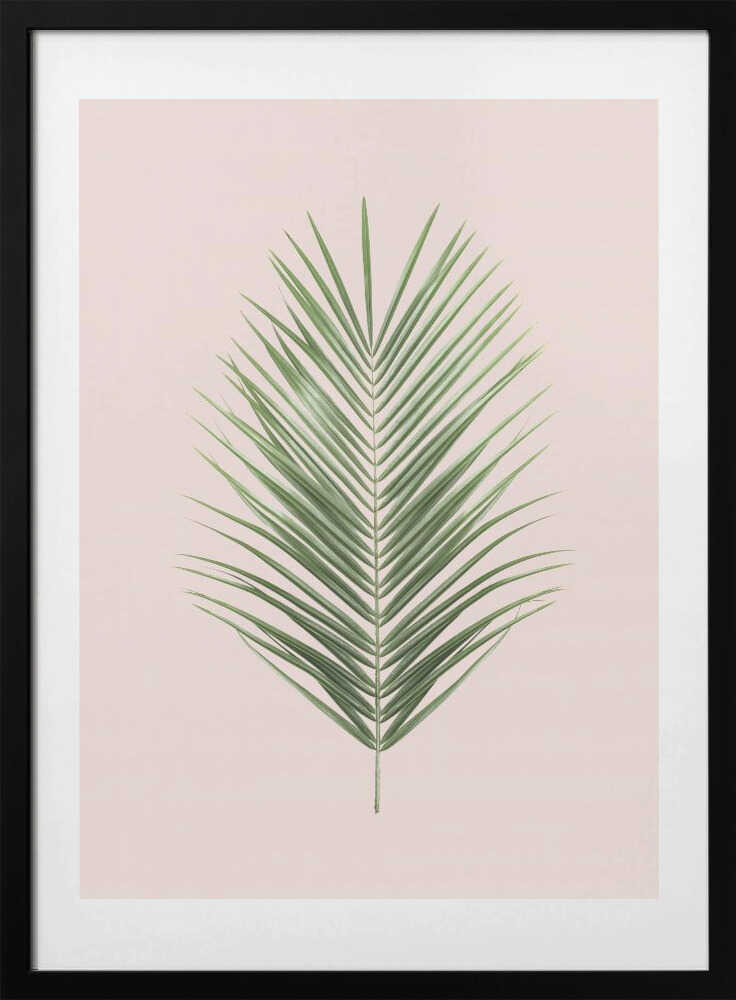 Palm Leaf Blush - Art Print by Kathrin Pienaar