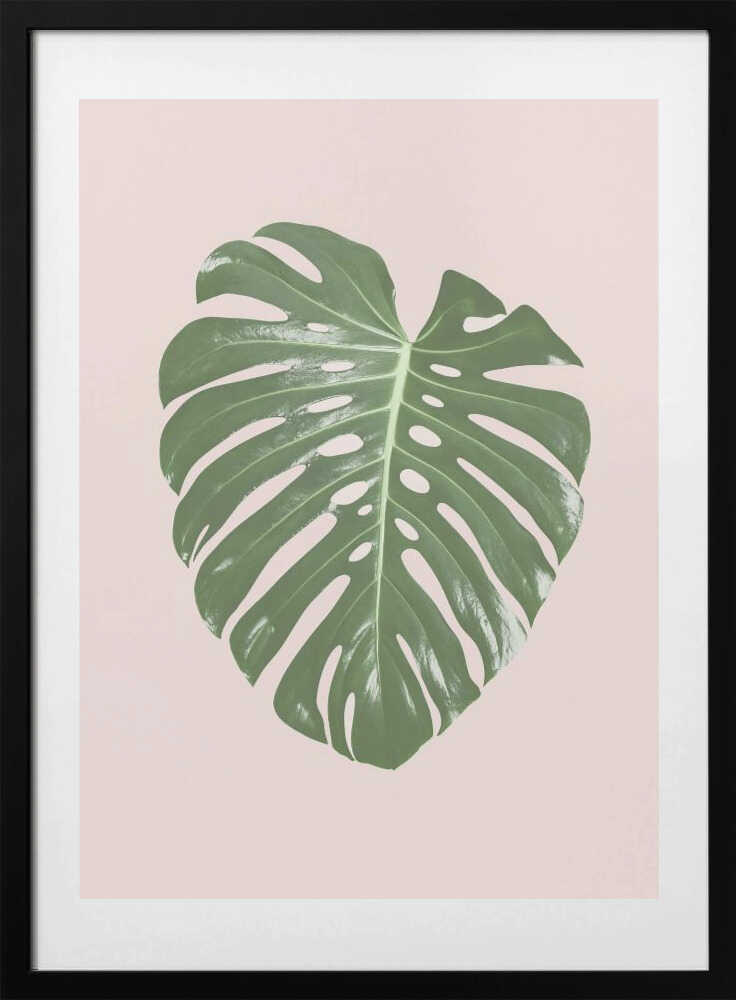 Monstera Leaf Blush - Art Print by Kathrin Pienaar