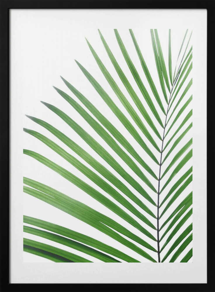 Green Palm Leaf - Art Print by Kathrin Pienaar