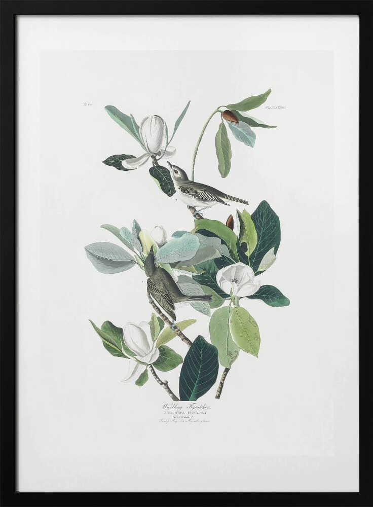 Warbling Flycatcher From Birds of America (1827) - Art Print by John James Audubon