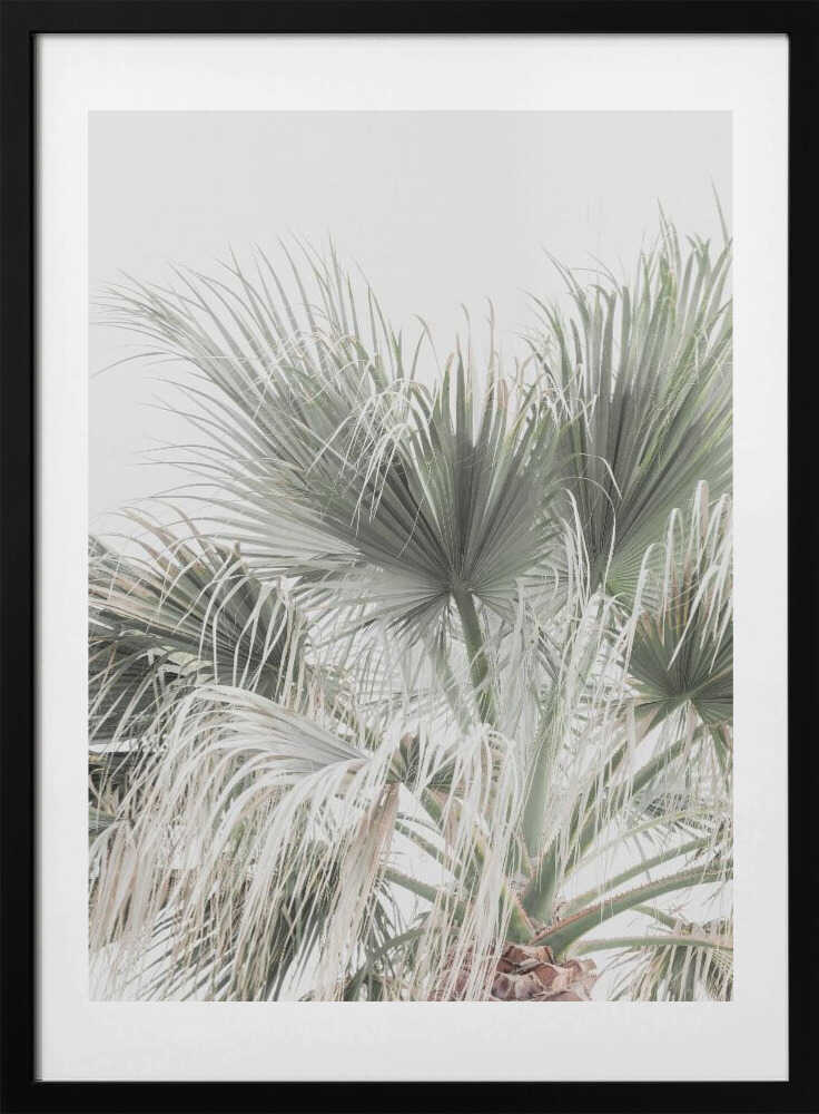 Palm Leaf - Art Print by Kathrin Pienaar