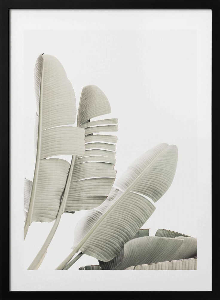 Banana leaf 2 - Art Print by Kathrin Pienaar