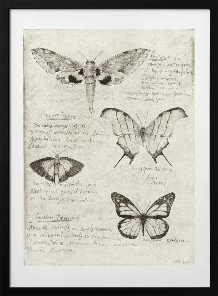 Butterfly Illustrations - Art Print by Mike Koubou