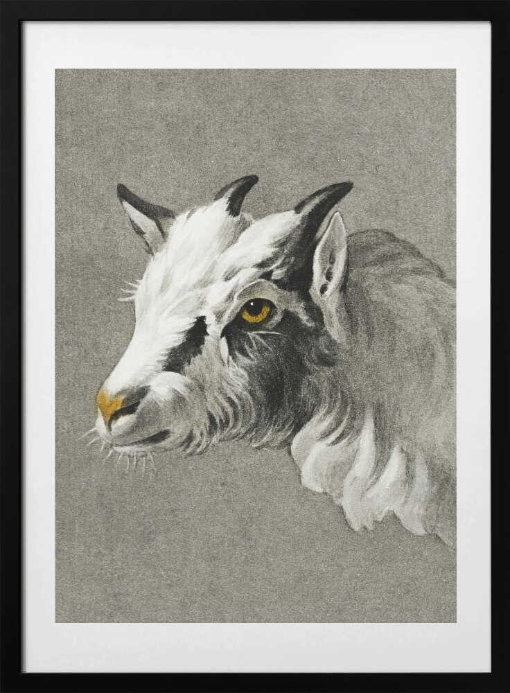 Head of a Goat Portrait Mode - Art Print by Jean Bernard