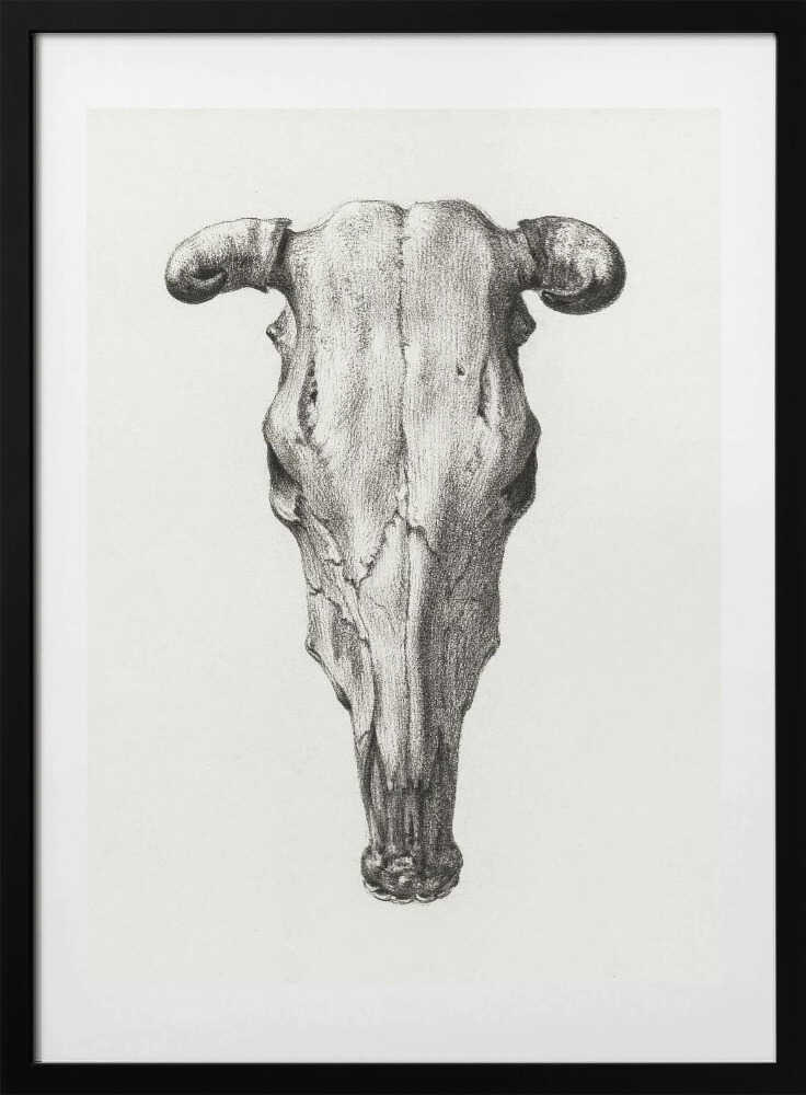 Skull of a Cow Front View(1816) - Art Print by Jean Bernard