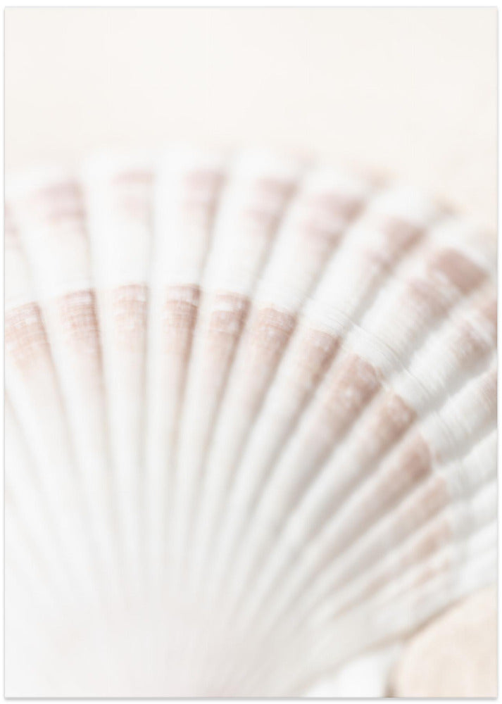 Shell - Art Print by Pictufy Studio III