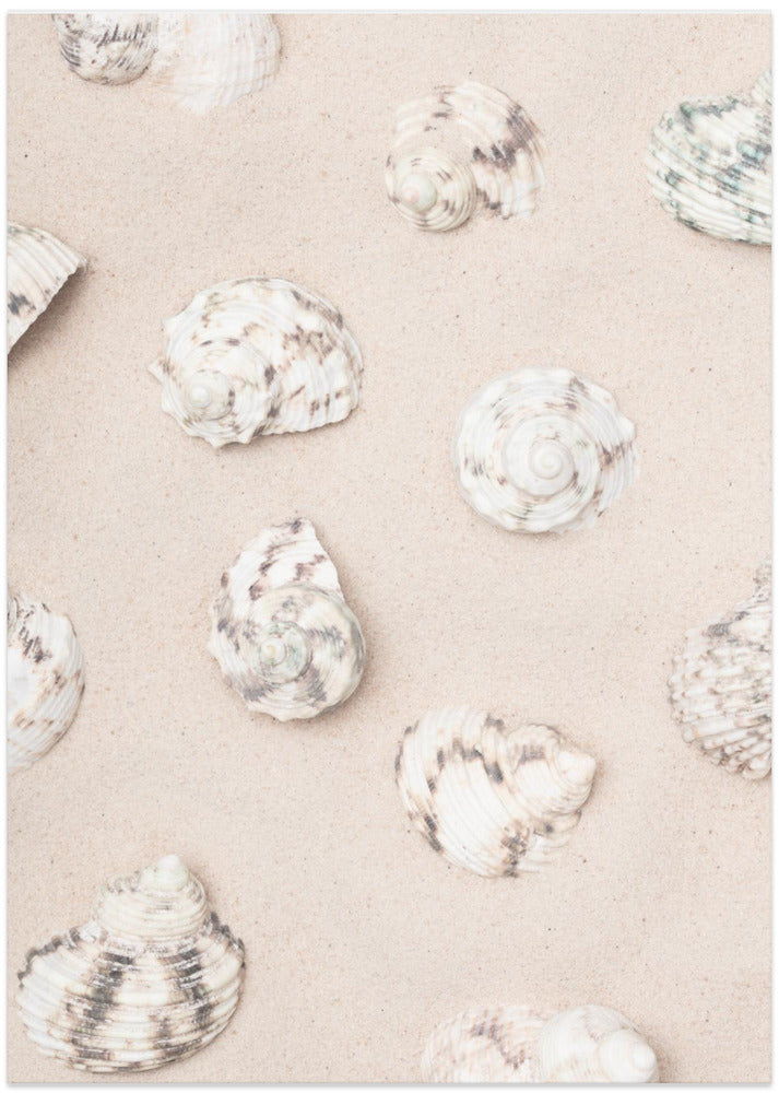 Shells_2 - Art Print by Pictufy Studio III