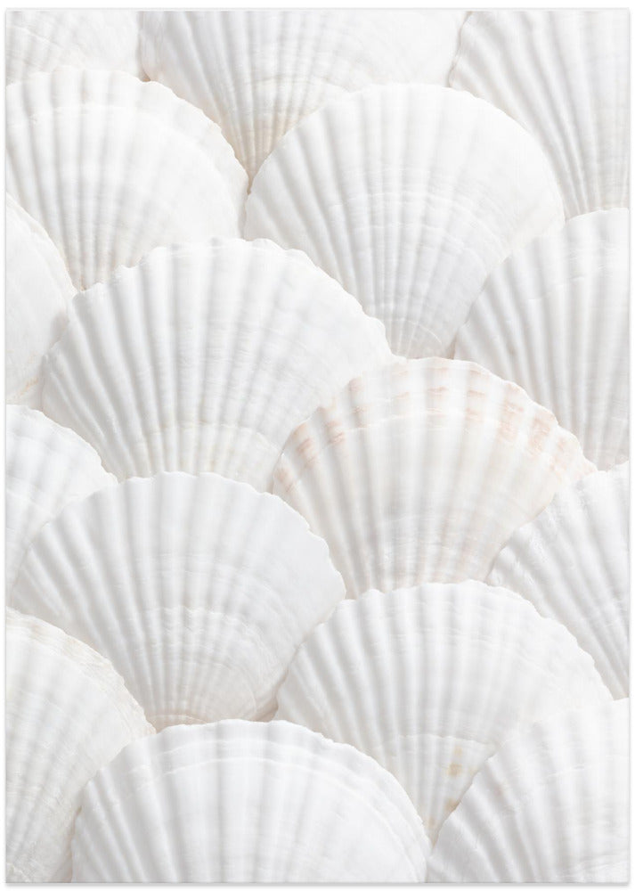 Shells_3 - Art Print by Pictufy Studio III
