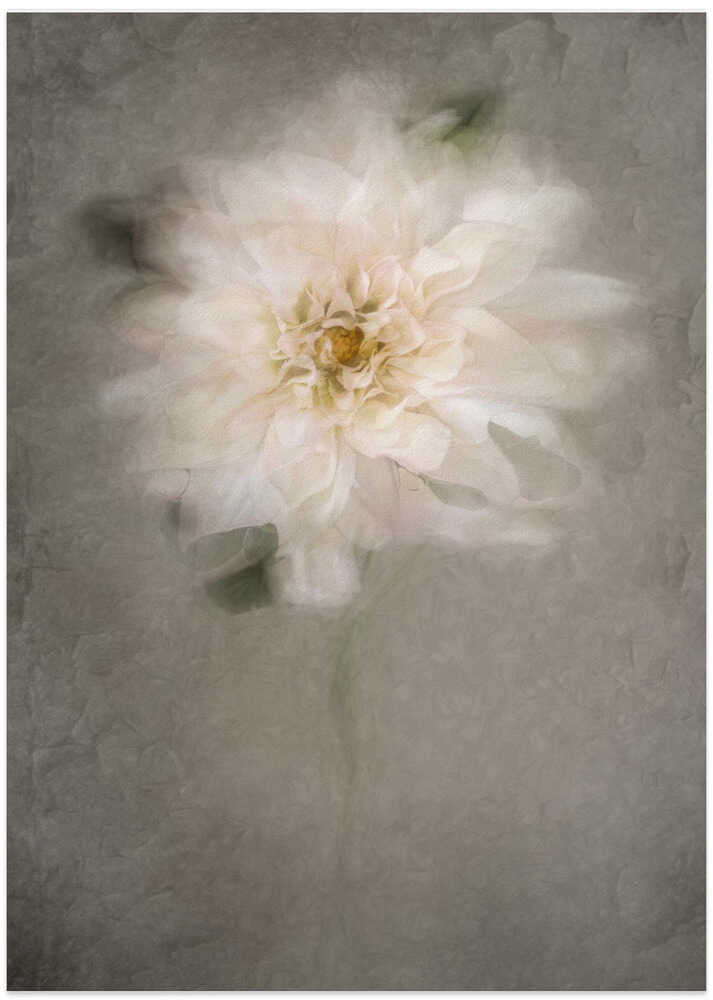 Soft White Bloom - Art Print by Cicek Kiral
