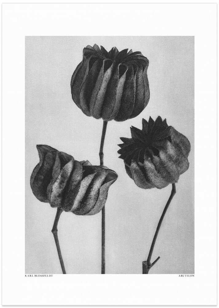 Abutilon (Lime Mallow - Art Print by Karl Blossfeldt