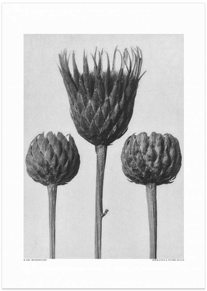 Serratula Nudicaulis - Art Print by Karl Blossfeldt