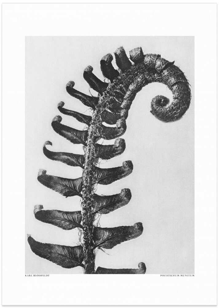 Polystichum Munitum - Art Print by Karl Blossfeldt