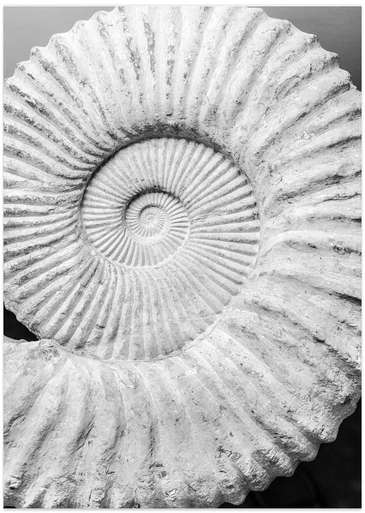 Ancient Spiral Dreams - Art Print by Shot by Clint