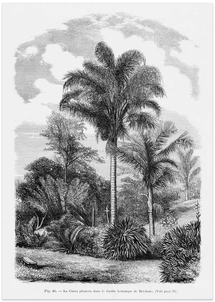 Vintage Palm Tree Drawing Vi - Art Print by Les Palmiers Histoire Iconographique