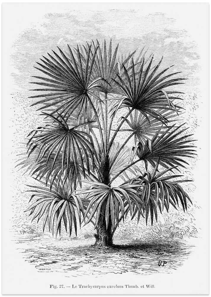 Vintage Palm Tree Drawing Xi - Art Print by Les Palmiers Histoire Iconographique