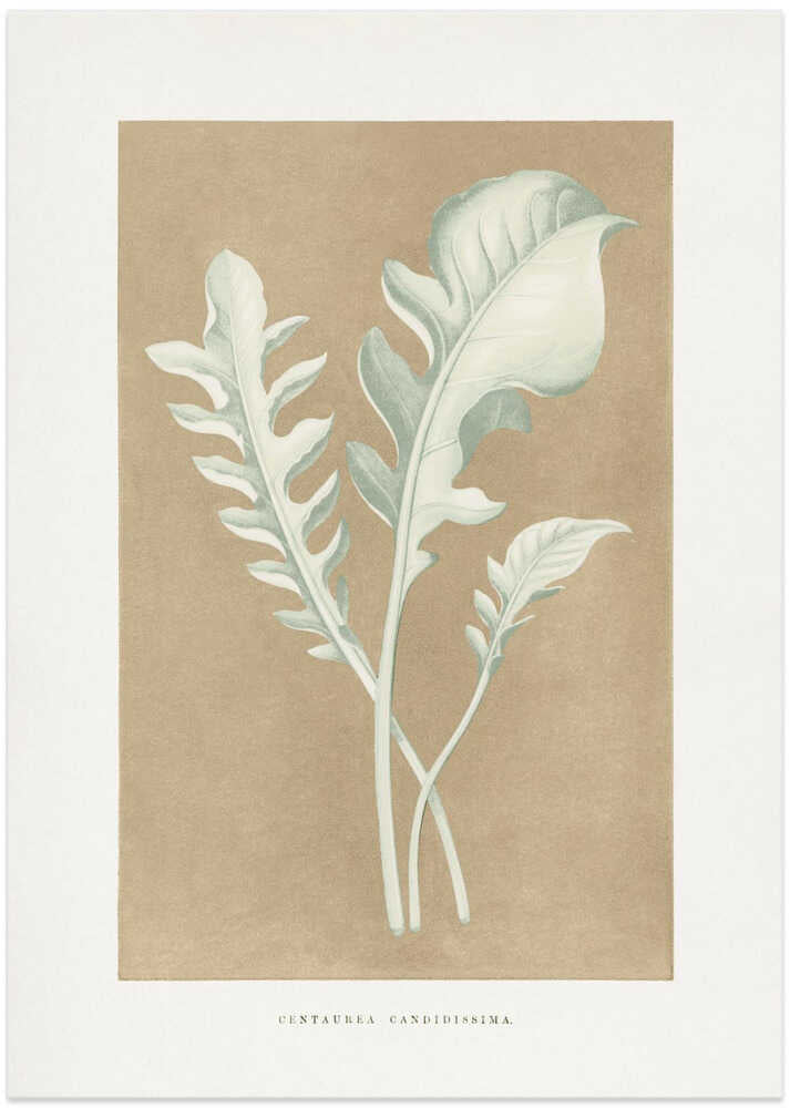 Centaurea Candidissima Leaf Illustration - Art Print by Les Plantes a Feuillage Colore