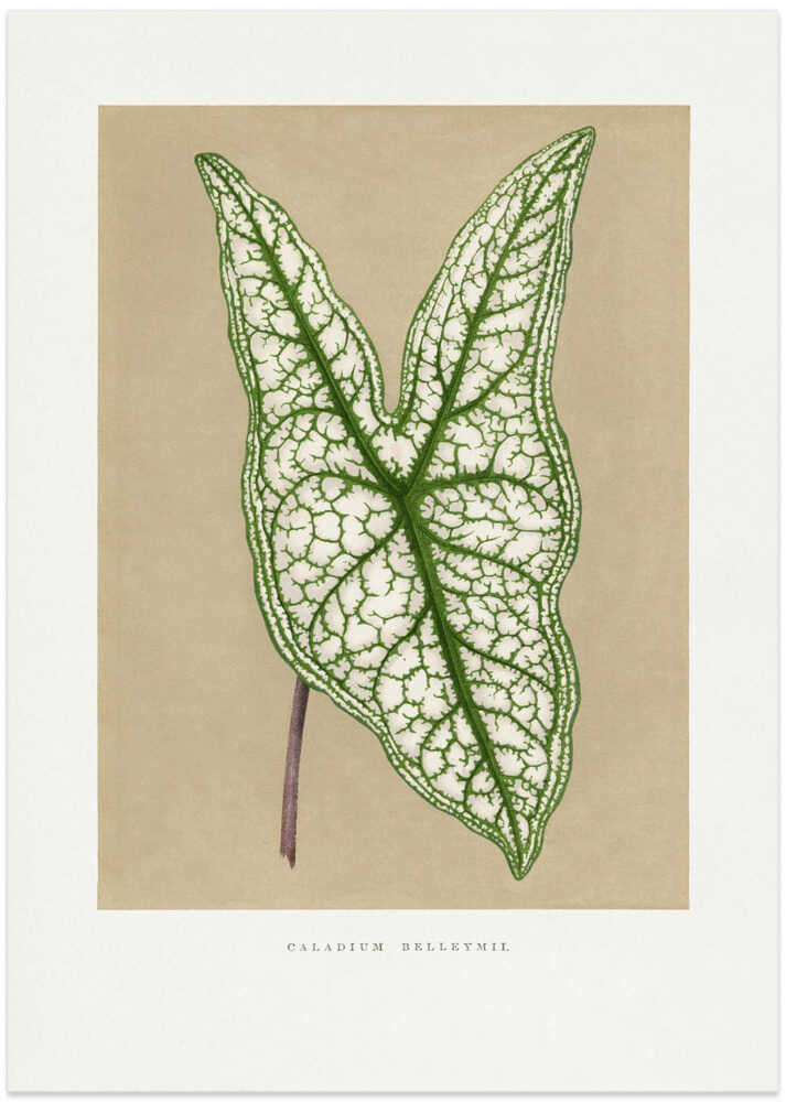 Green Caladium Belleymii Leaf Illustration - Art Print by Les Plantes a Feuillage Colore