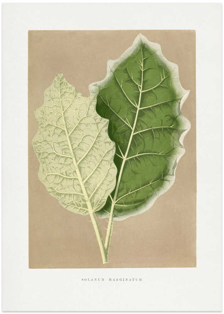 Green Solanum Marginatum Leaf Illustration - Art Print by Les Plantes a Feuillage Colore