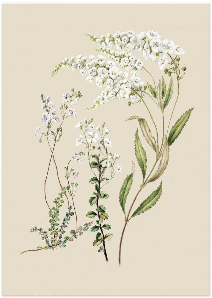 Veronica Drawn By Sarah Featon (1848–1927) - Art Print by Sarah Featon
