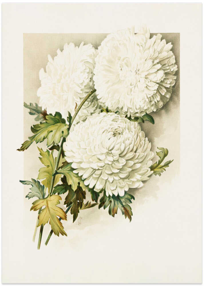 Chrysanthemums for Christmas Eve - Art Print by Sidney Thomas Callowhill