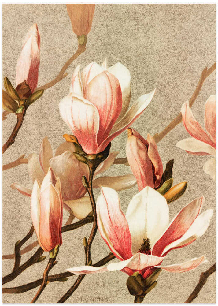 Magnolia - Art Print by Ellen Thayer Fisher
