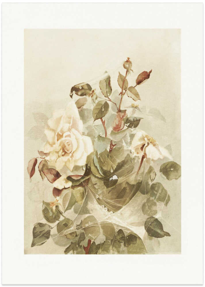 Pink Roses Seen Through Early Morning Dew - Art Print by Ellen Thayer Fisher