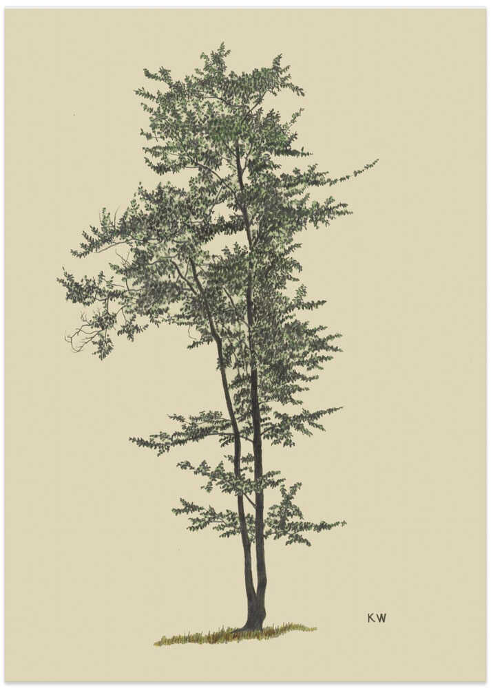 Deciduous Tree Around 1924 - Art Print by Karl Wiener