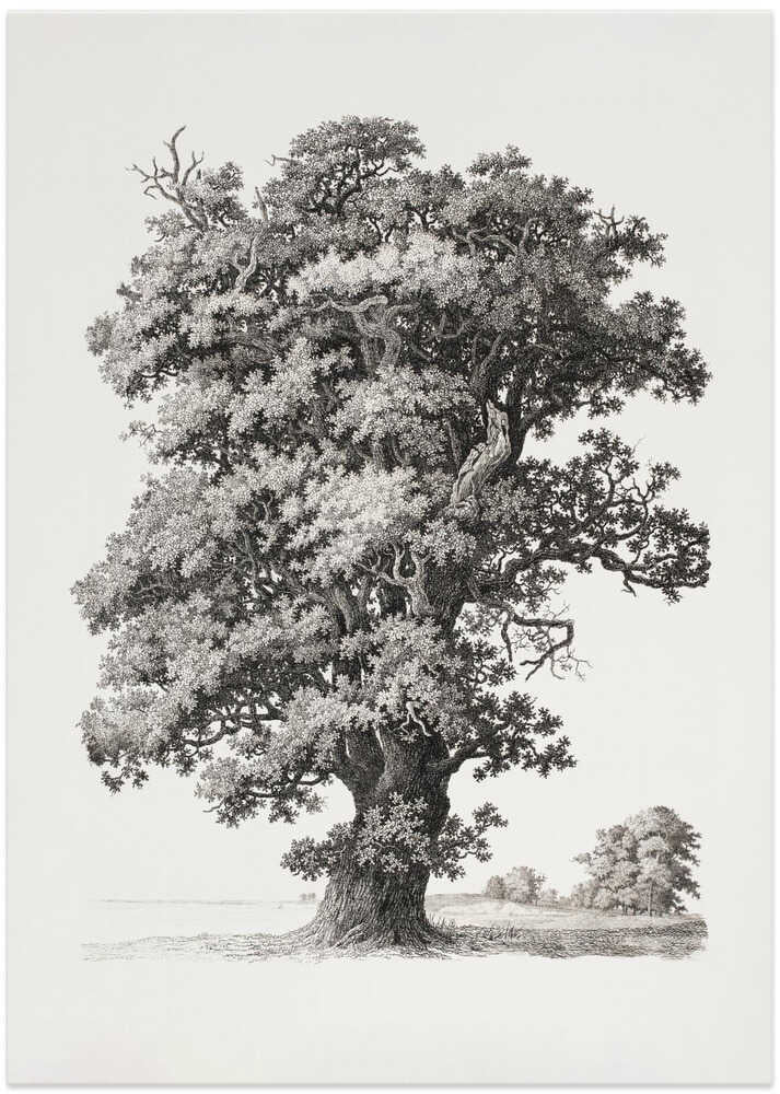 Tree studies After Nature With Regard To Landscape Drawing - Art Print by S.h. Petersen