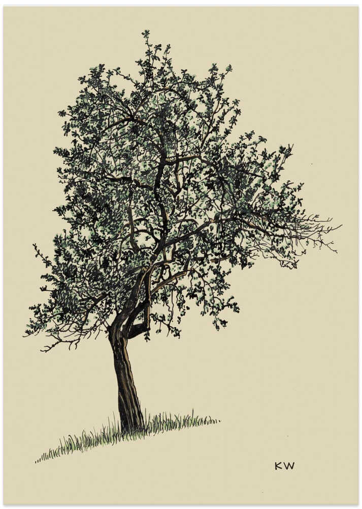 Deciduous Tree 1924 - Art Print by Karl Wiener