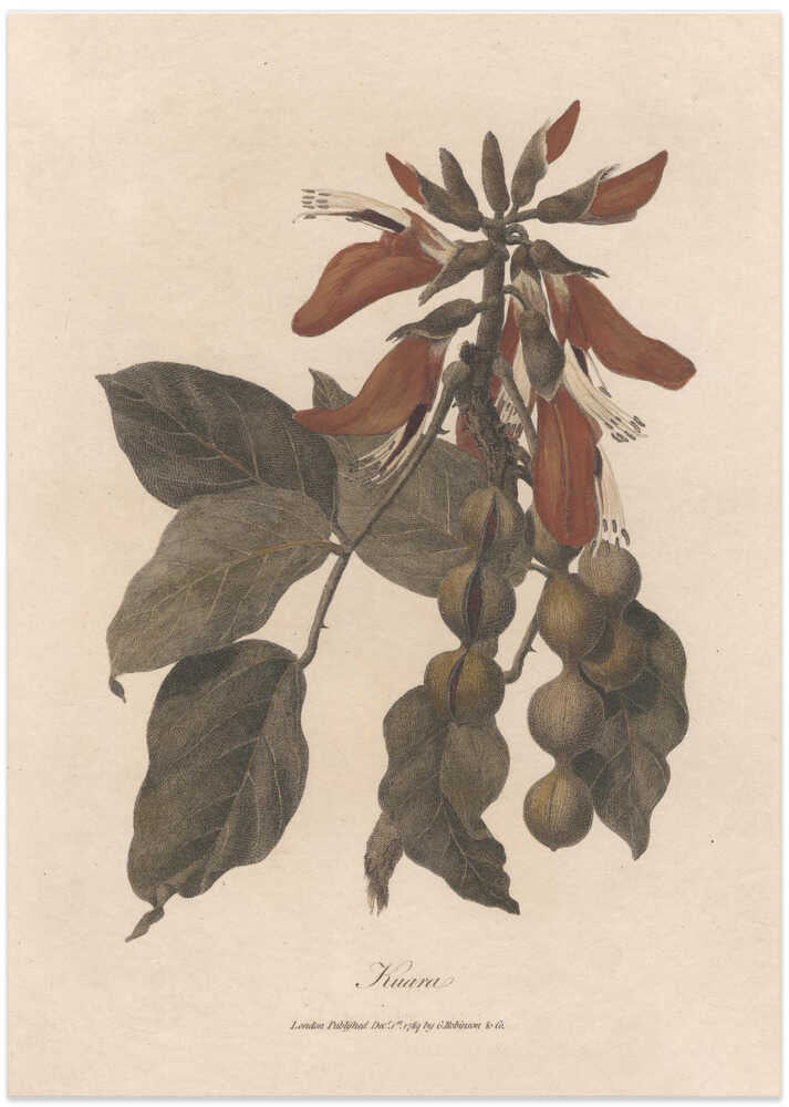 Kuara 1789 - Art Print by James Heath