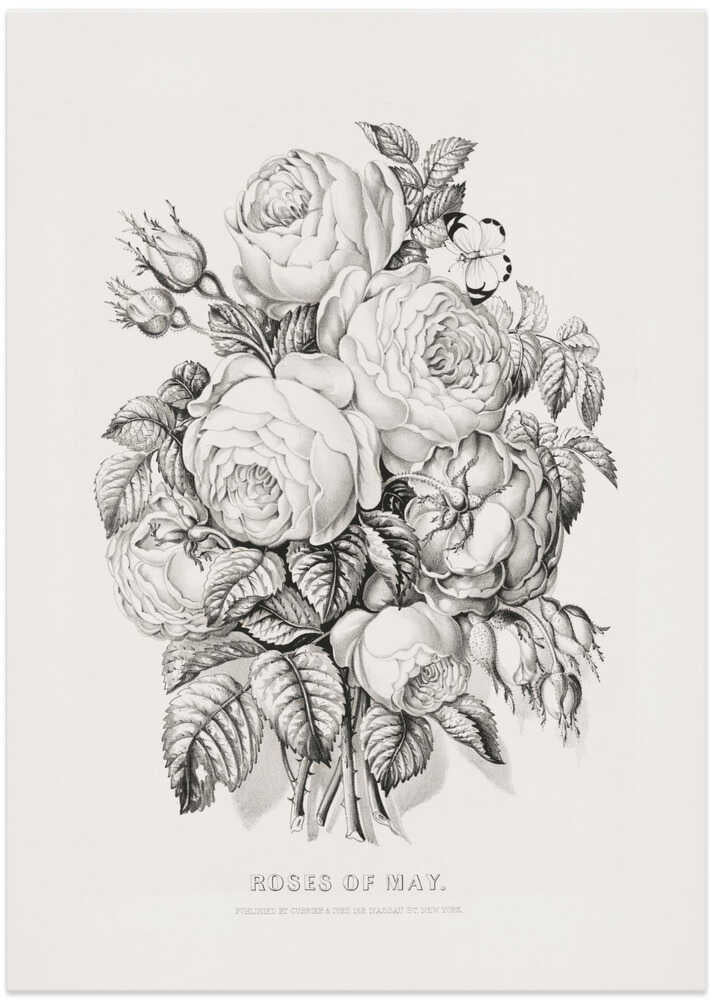Rose of May (1870) - Art Print by Currier & Ives