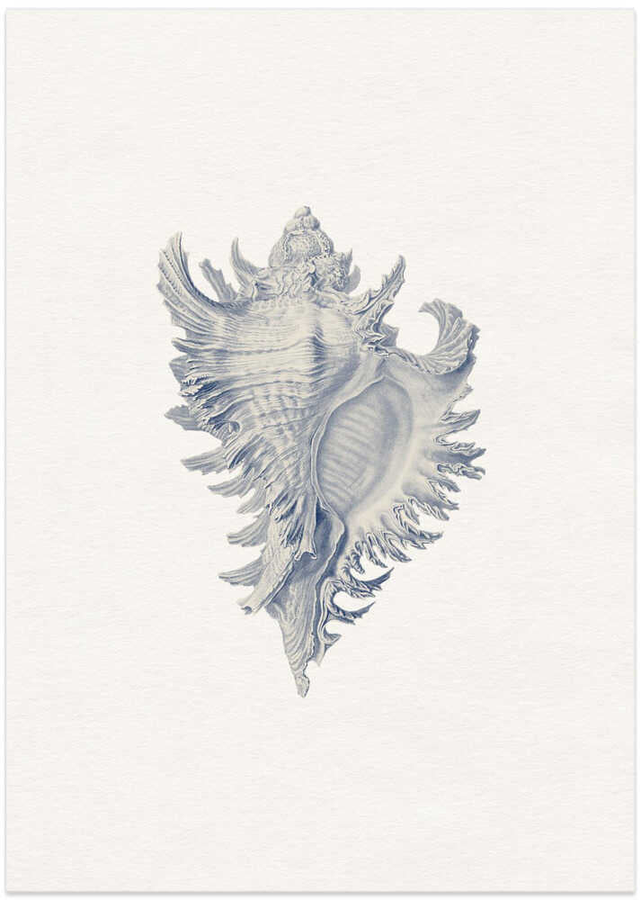 Intricate Seashell Study - Art Print by Wild Violets