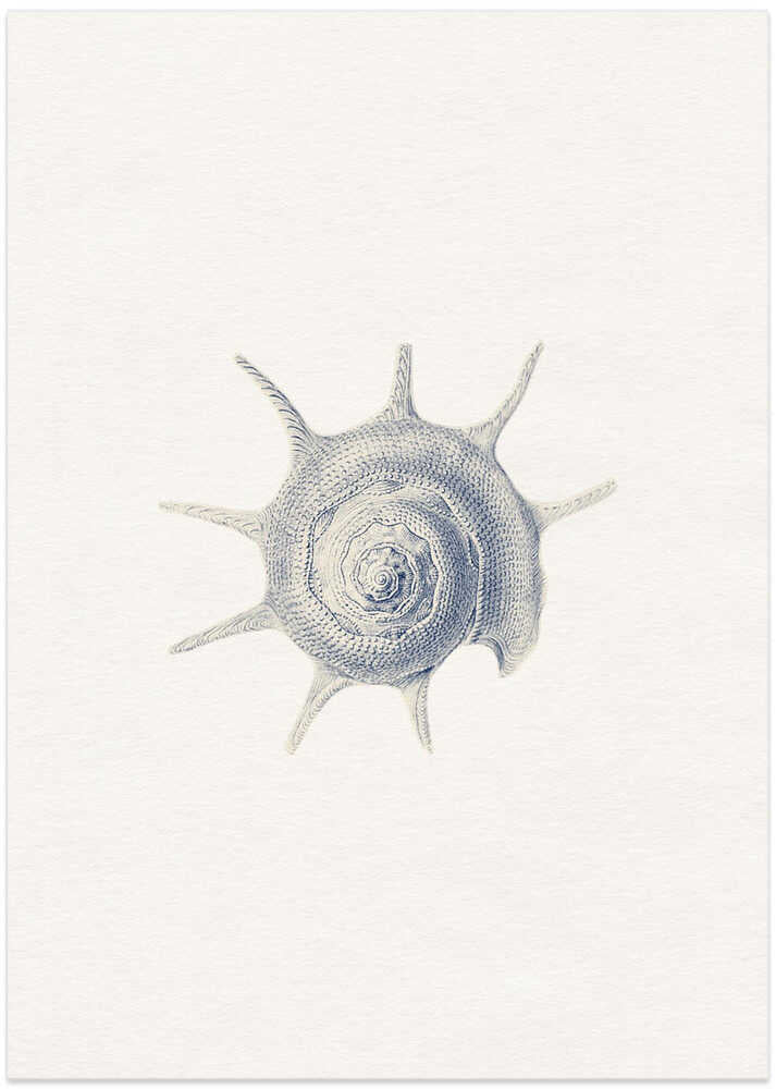 Vintage Spined Shell - Art Print by Wild Violets